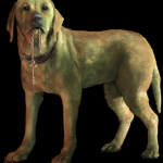 dogs-ruleofrose
